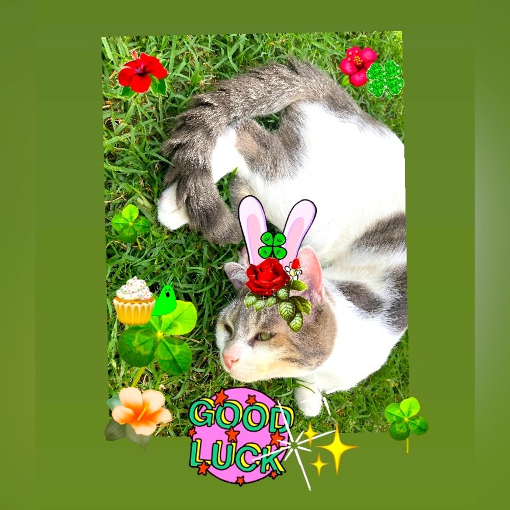 Meet your Posher, Maui Magic🌺🤙